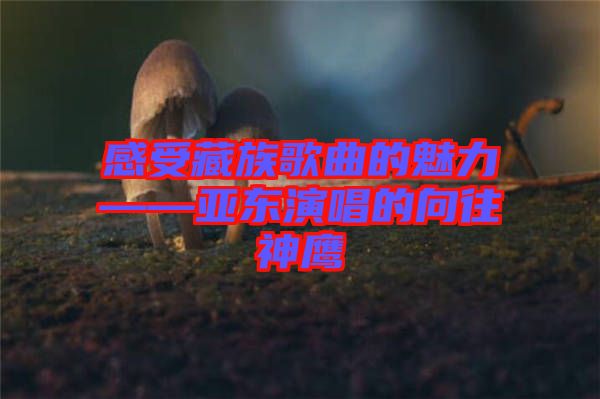 感受藏族歌曲的魅力——亞東演唱的向往神鷹